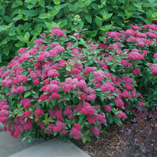 1 Live Plant Double Play Red Spiraea 4 pot Home Garden US Shipping