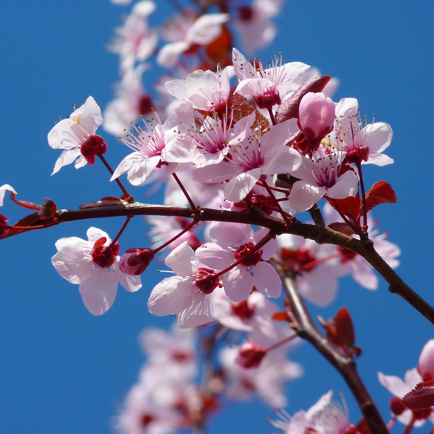 Yoshino Cherry Tree