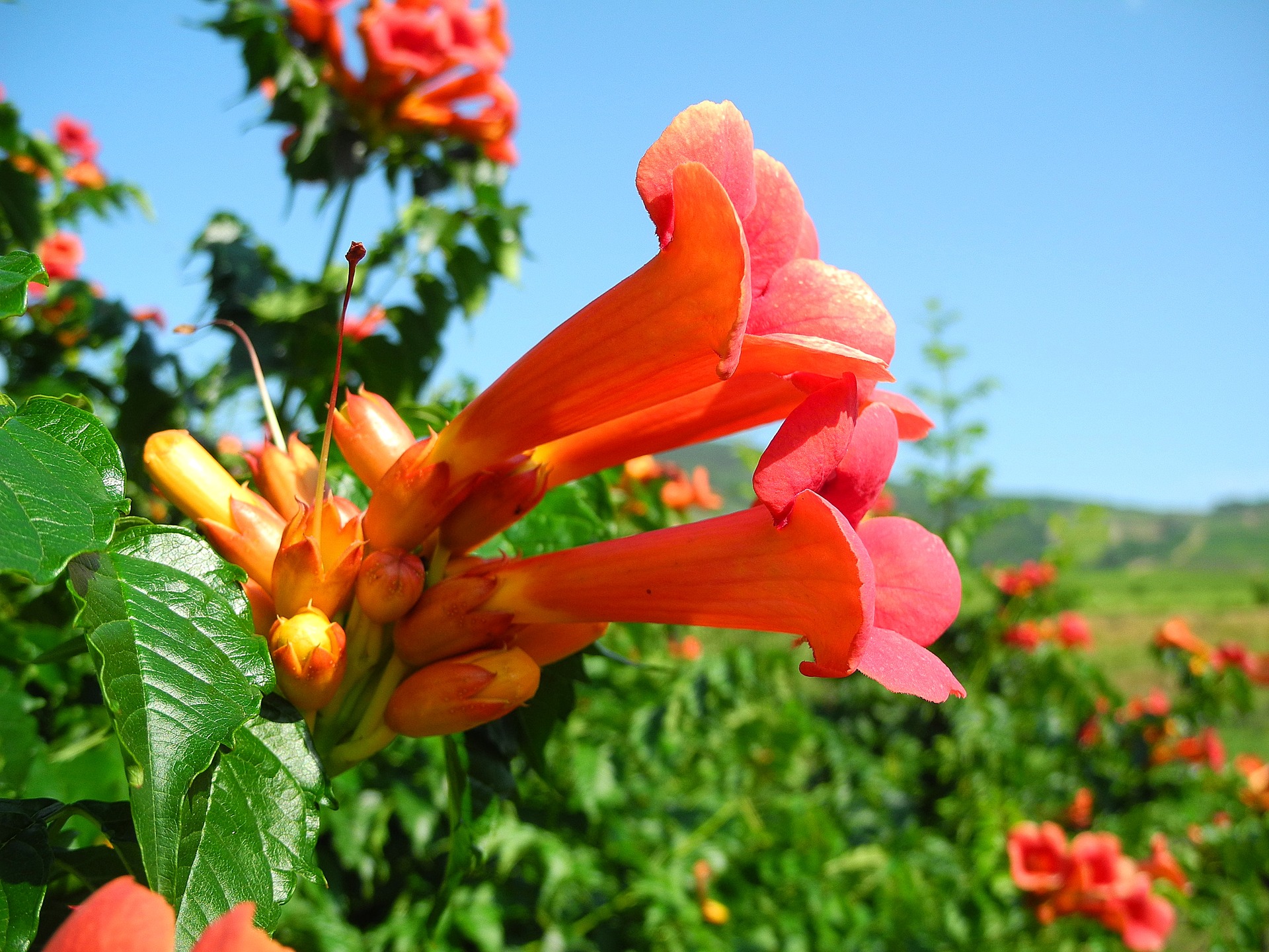 Orange Trumpet Creeper