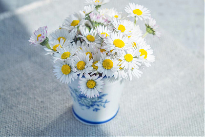 shasta daisy cut flowers arrangement