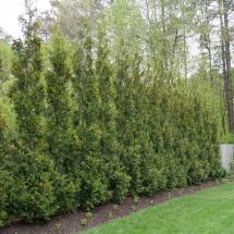American Pillar Arborvitae | Full Speed A Hedge