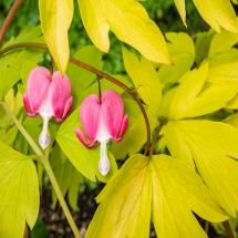 Dicentra Gold Heart