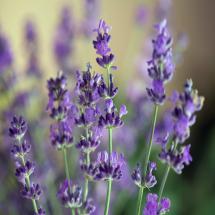 Munstead Lavender Plants