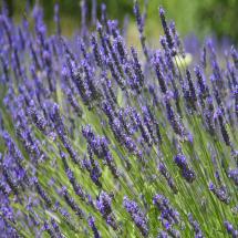 Provence Lavender Plants