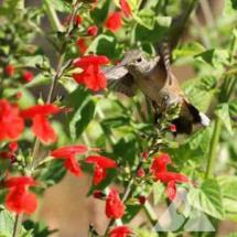Hummingbird Flower Seed Mix - New!