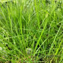 Little Bunny Pennisetum Grass