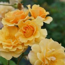 Rise Up Amberness Yellow Climbing Rose