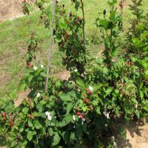Sweetie Pie Blackberry Bush Container Grown