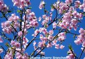 Cherry Blossom Trees