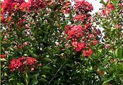Country Red Crape Myrtles