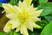 Helleborus Golden Lotus Winter Jewels