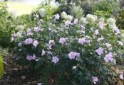 Pollypetite Rose of Sharon