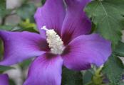Purple Satin Rose of Sharon