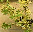 Japanese Butterfly Maple