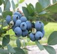 Jersey Blueberry Bush 