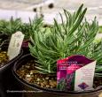 Phenomenal Lavender Plants