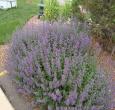 Walkers Low Nepeta Catmint
