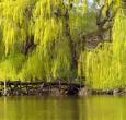 Niobe Gold Weeping Willow