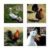 Chicken and Duck Breeds Living Together