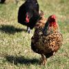 How Keeping Chickens Can Help in Your Backyard