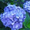 Nikko Blue Hydrangea Shrub
