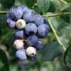 Sweetcrisp Southern Highbush Blueberry Plant