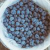 Tiftblue Rabbiteye Blueberry Bushes